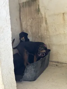 Adopt King