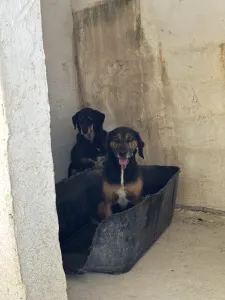 Adopt King