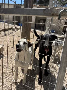 Adoptionsprofil für Beauty
