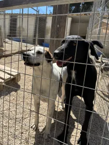Hund Beauty adoptieren