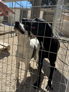 Hund Beauty adoptieren