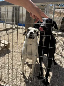 Hund Beauty adoptieren