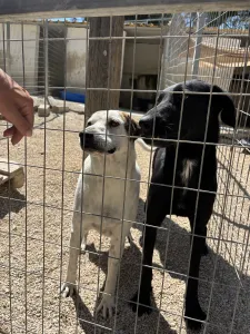 Hund Beauty adoptieren