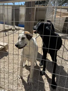 Adopt Max