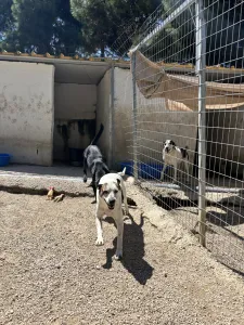 Adopt Max