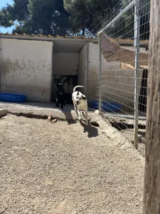 Adopt Max