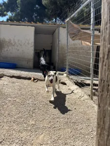 Adopt Max