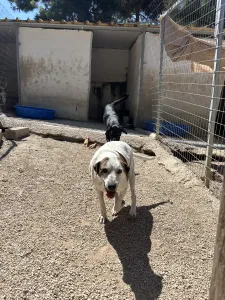 Adopt Max