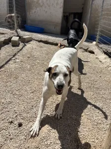 Adopt Max