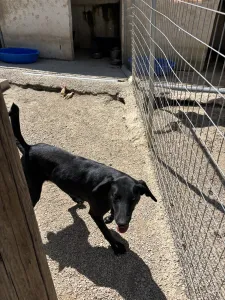 Hund Beauty adoptieren