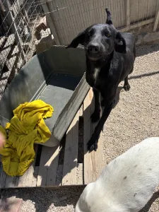 Hund Beauty adoptieren