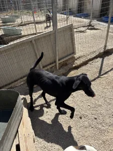 Hund Beauty adoptieren