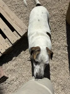 Adopt Max