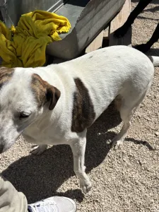 Adopt Max