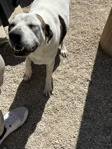 Adopt Max