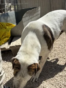 Adopt Max