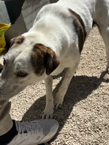 Adopt Max