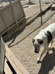 Adopt Max