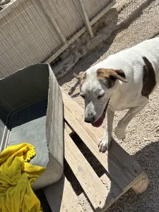 Adopt Max