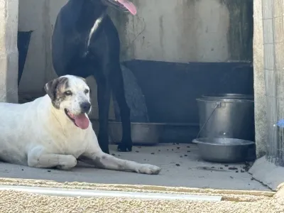 Adopt Max