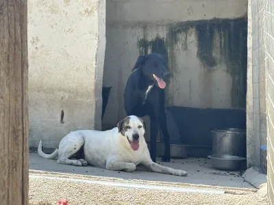 Adopt Max
