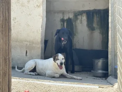 Adopt Max