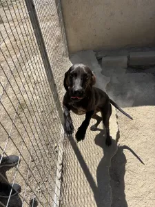 Adopt Atlas