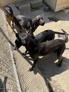 Hund Vafles adoptieren
