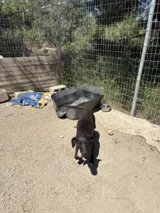 Hund Vafles adoptieren