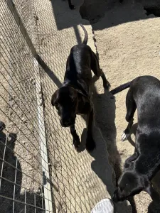 Adopt Atlas