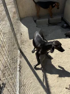 Adopt Atlas