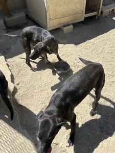 Adopt Atlas