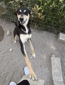 Adopt Axileas