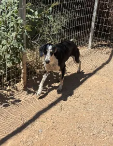 Hund Agapi adoptieren