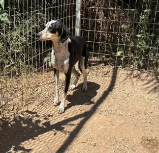 Hund Agapi adoptieren