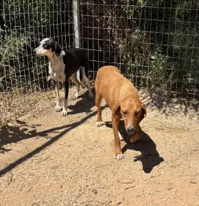 Hund Agapi adoptieren