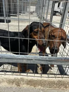 Adopt Marieta