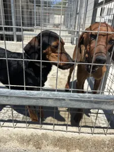 Adopt Marieta
