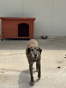 Hund Roki adoptieren