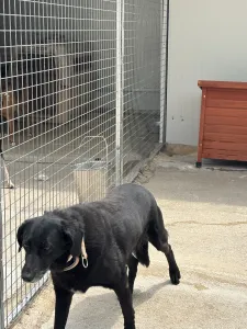 Adoptionsprofil für Cassie