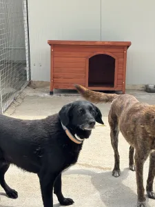 Adoptie hond Cassie