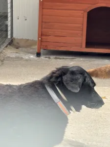 Adoptie hond Cassie
