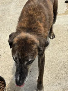 Adoptionsprofil für Roki