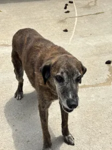 Hund Roki adoptieren