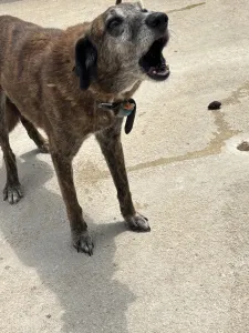 Hund Roki adoptieren