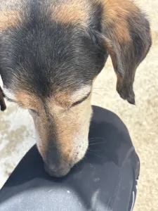 Hund Ten adoptieren