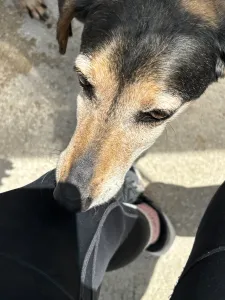 Hund Ten adoptieren
