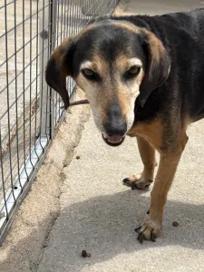 Hund Ten adoptieren