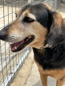 Hund Ten adoptieren