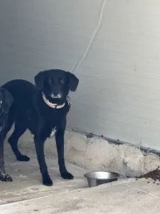 Adoptie hond Cassie